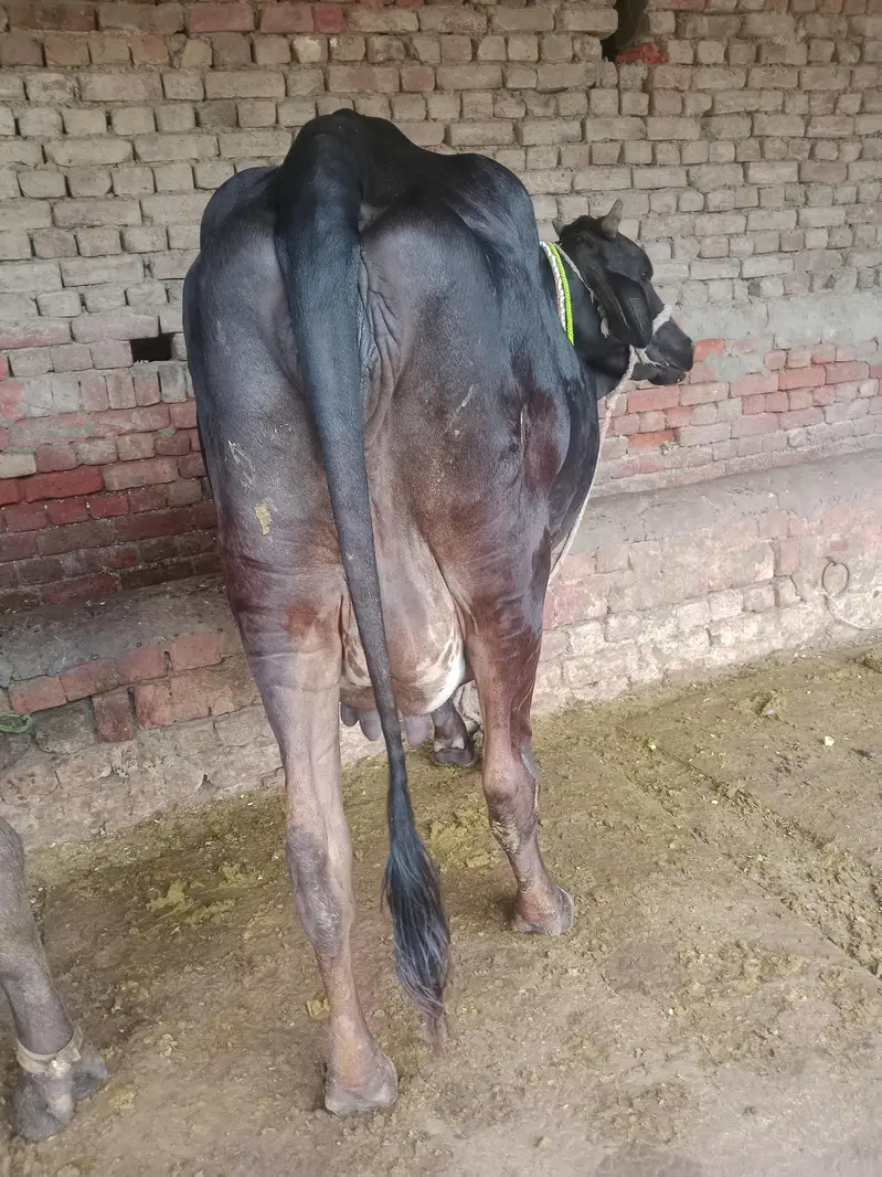 Cow/Freazon Cow/Wachi/Cross Cow/Buffalo — photo 8