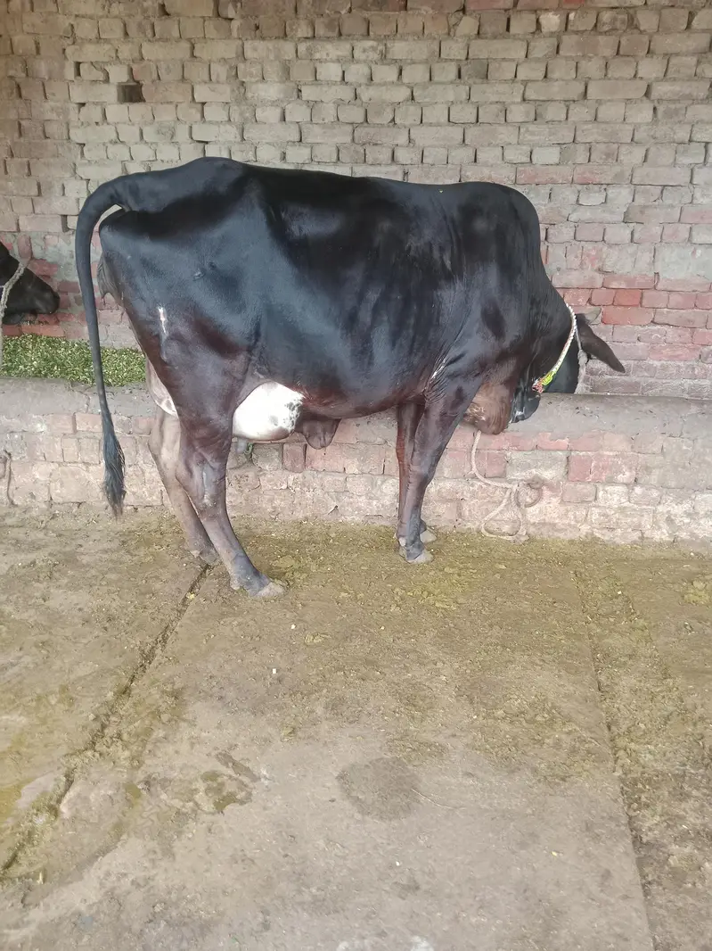 Cow/Freazon Cow/Wachi/Cross Cow/Buffalo — photo 9
