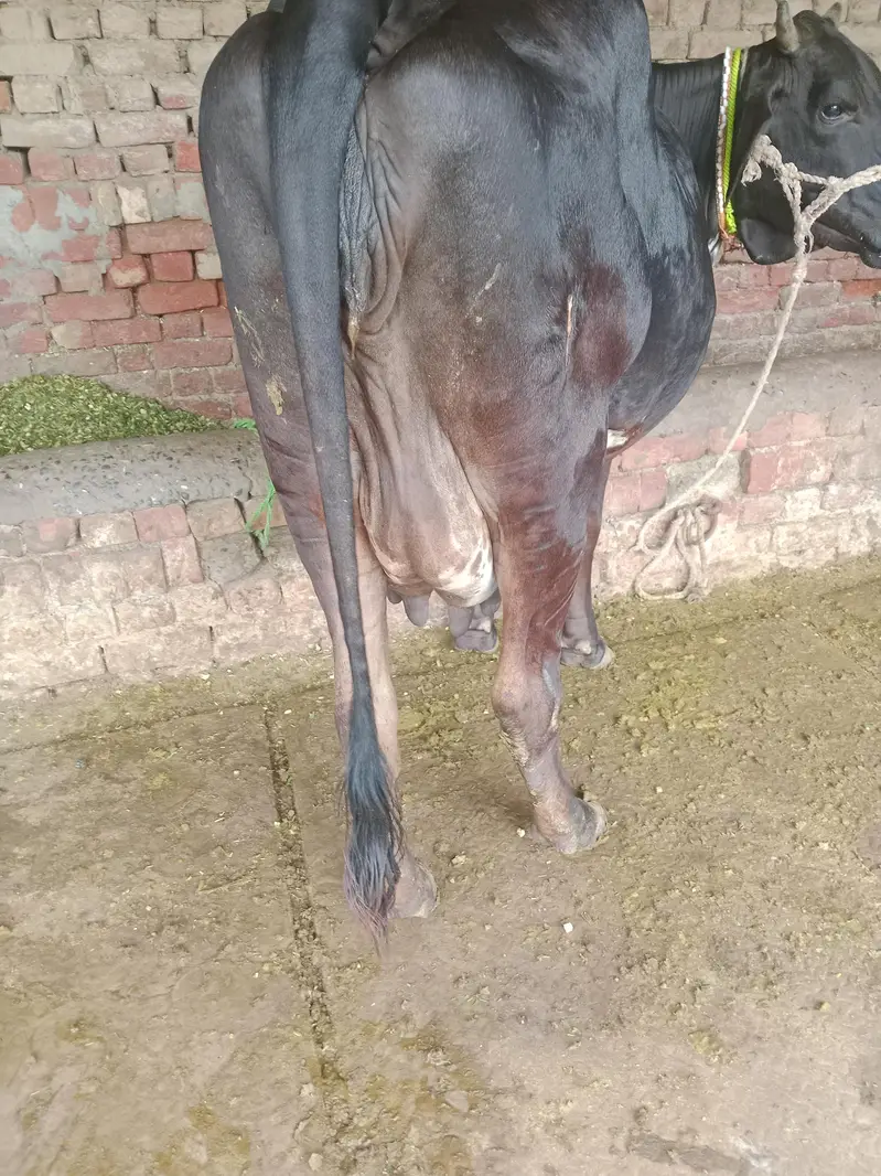 Cow/Freazon Cow/Wachi/Cross Cow/Buffalo — photo 10