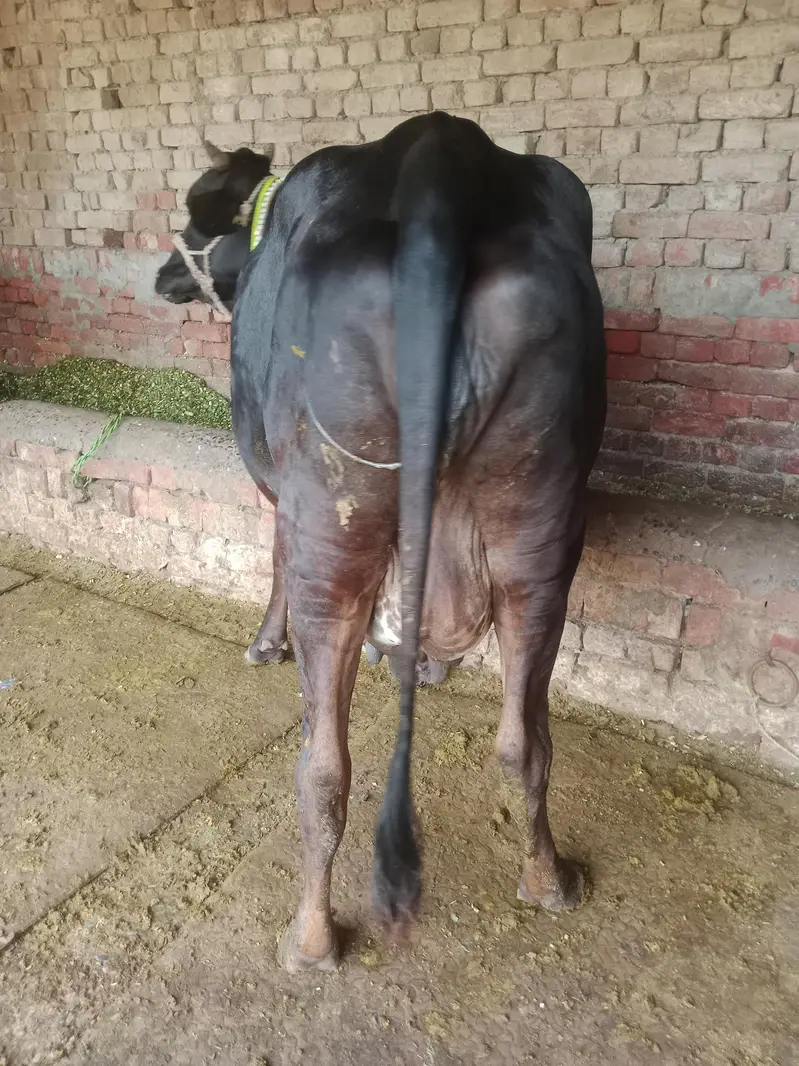 Cow/Freazon Cow/Wachi/Cross Cow/Buffalo — photo 11
