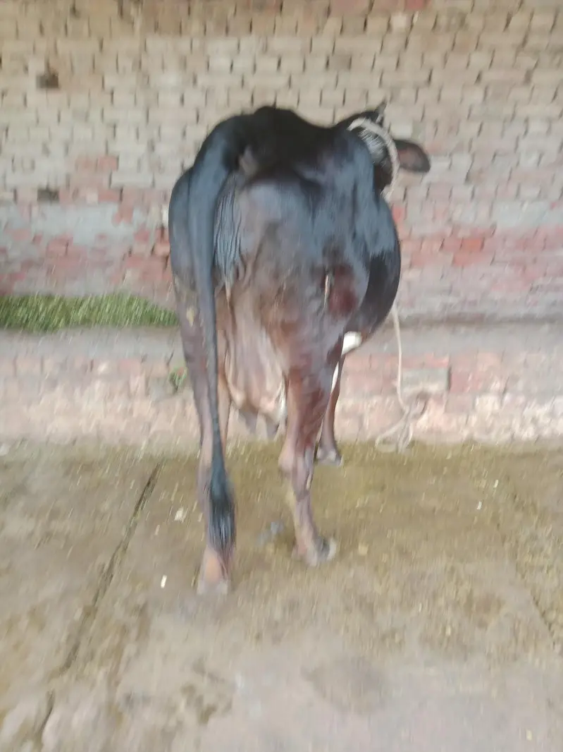 Cow/Freazon Cow/Wachi/Cross Cow/Buffalo — photo 12