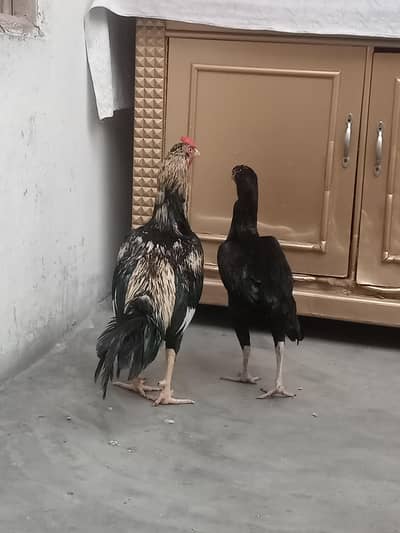 murgi or murga