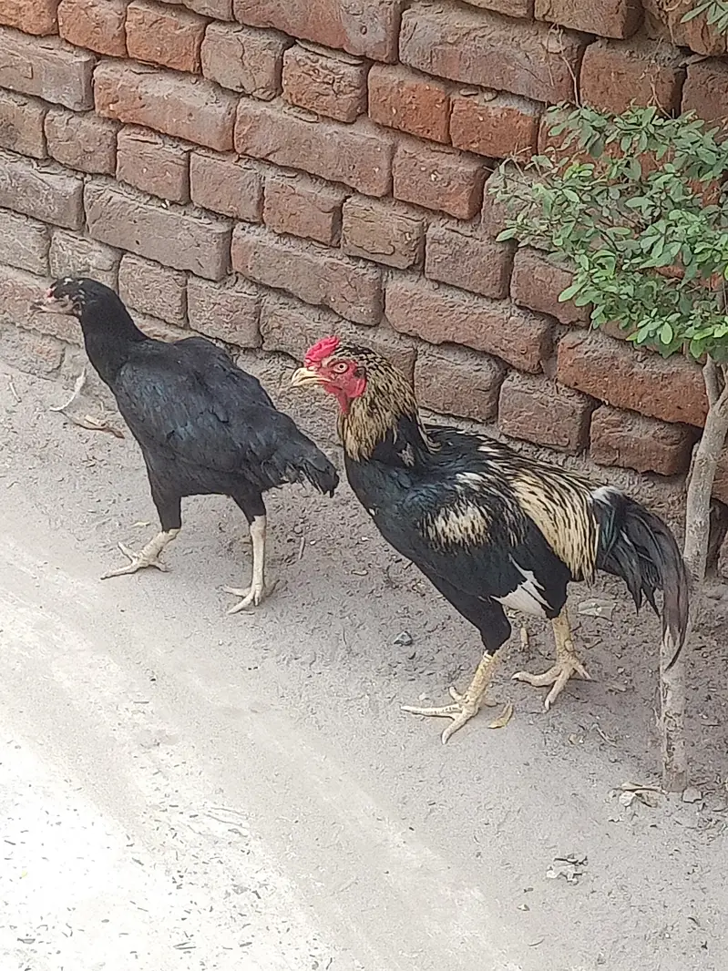 murgi or murga — photo 2