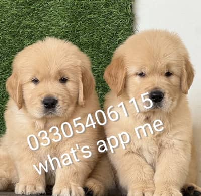 Golden retriever puppies