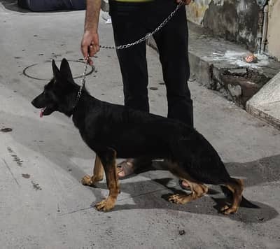 German shepherd female puppy