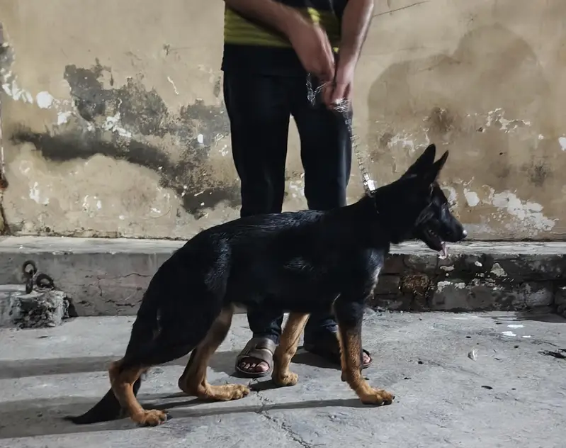 German shepherd female puppy — photo 6