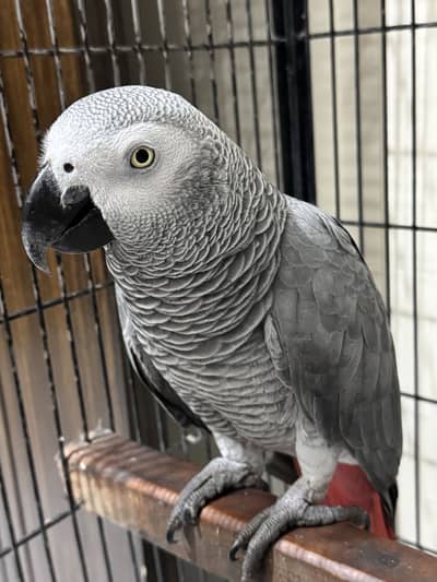 Male African Grey parrot