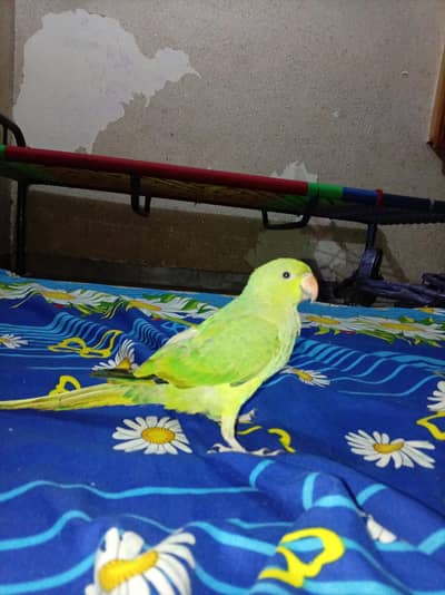 Green Ringneck read add