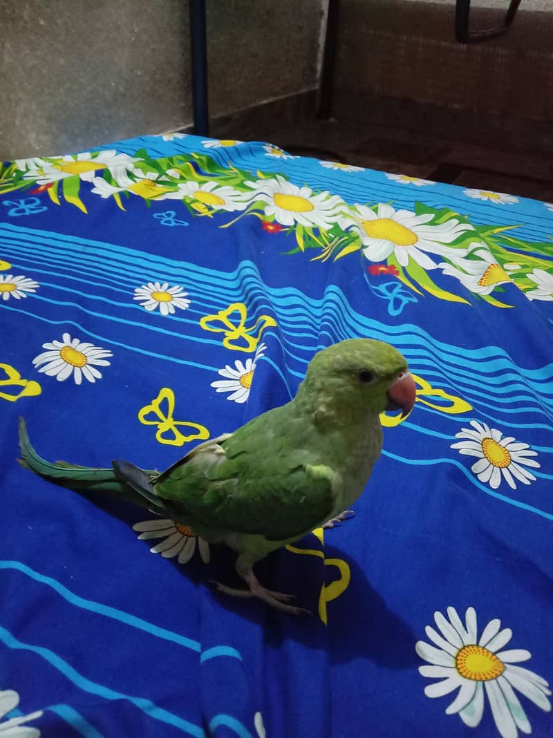 Green Ringneck read add 1