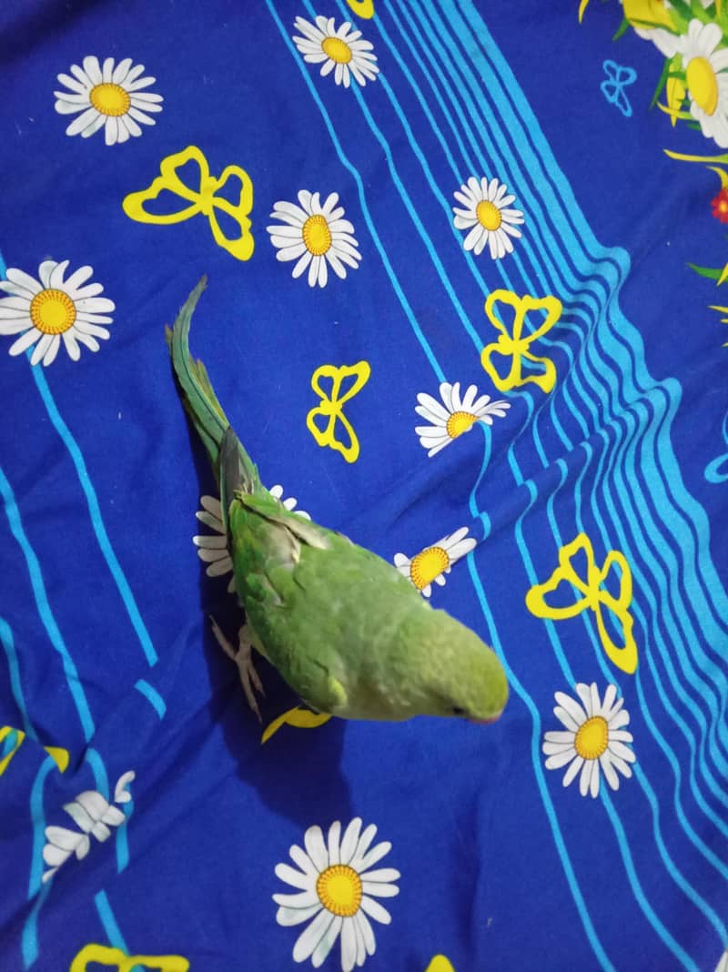 Green Ringneck read add 2