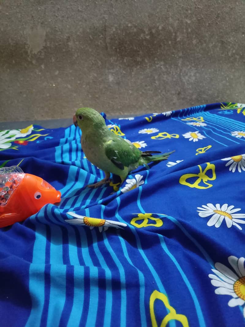 Green Ringneck read add 3