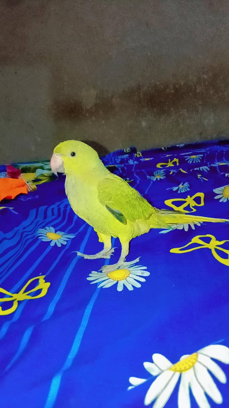 Green Ringneck read add 4