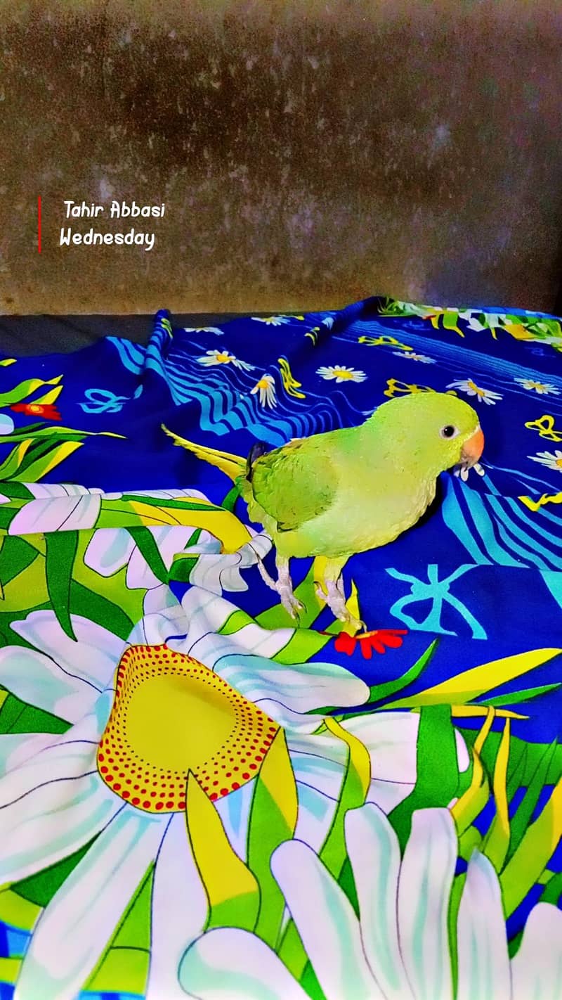 Green Ringneck read add 6