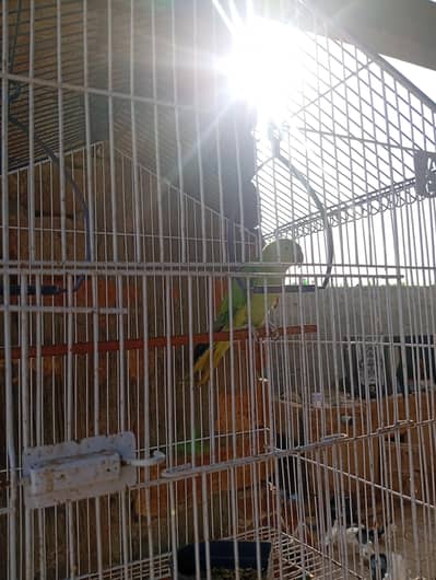 one female parrot with pinjra