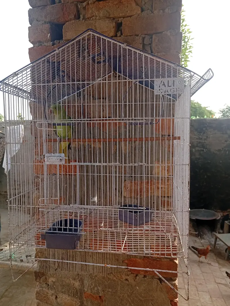one female parrot with pinjra — photo 2