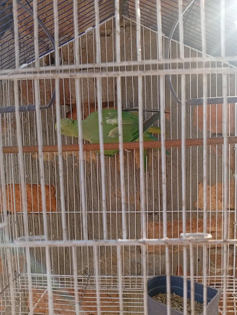 one female parrot with pinjra — photo 3