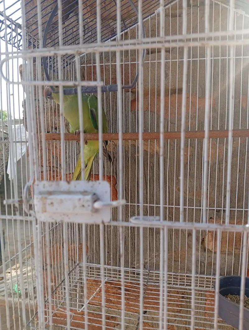 one female parrot with pinjra — photo 4
