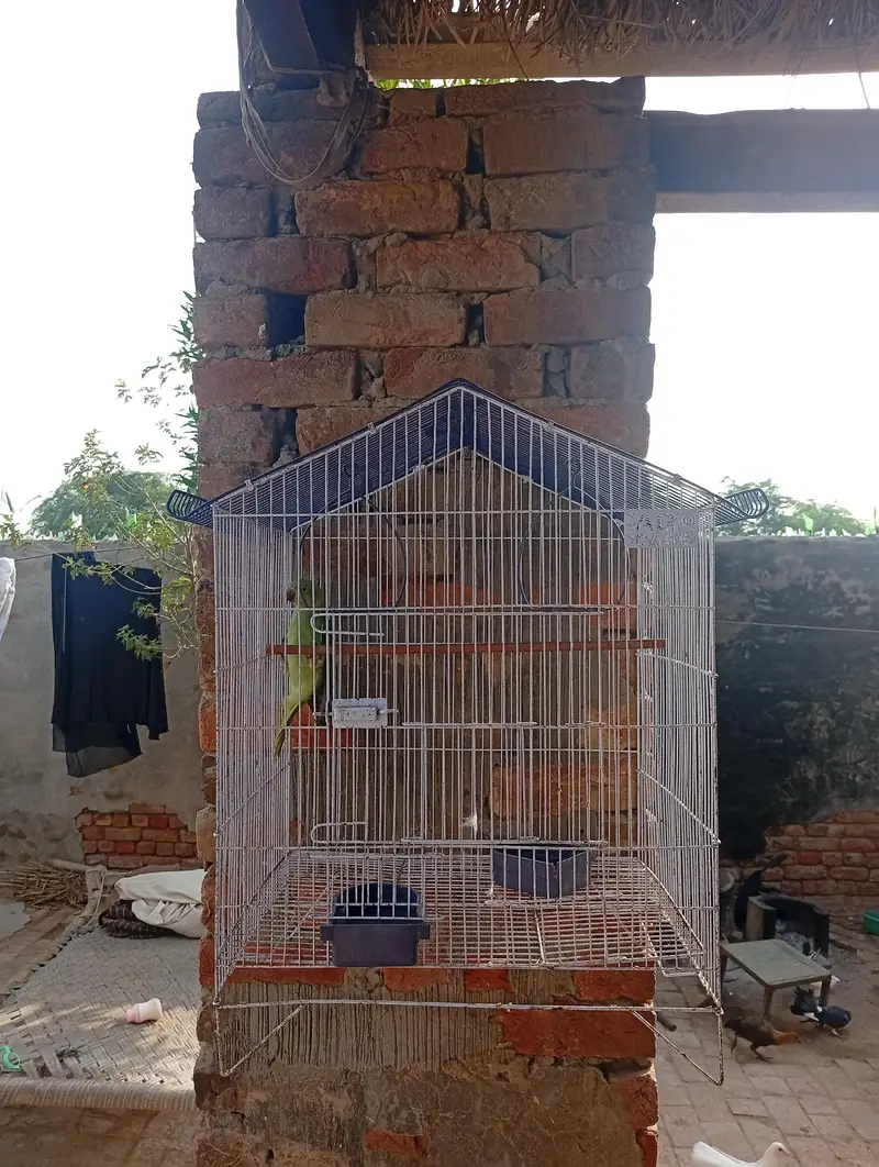 one female parrot with pinjra — photo 5