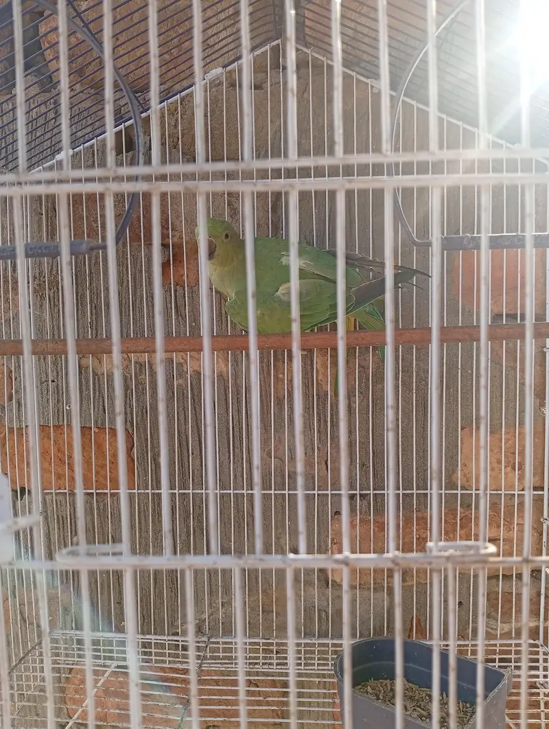 one female parrot with pinjra — photo 6