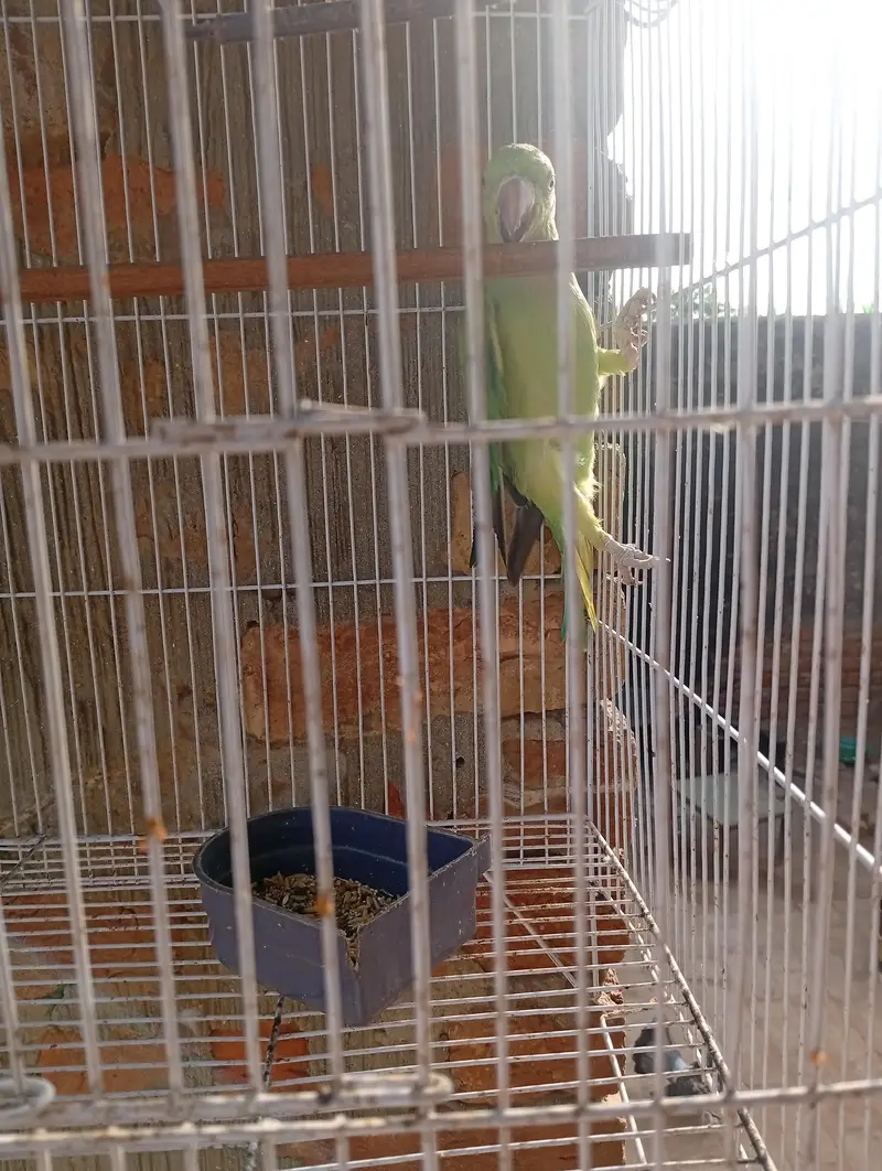one female parrot with pinjra — photo 7