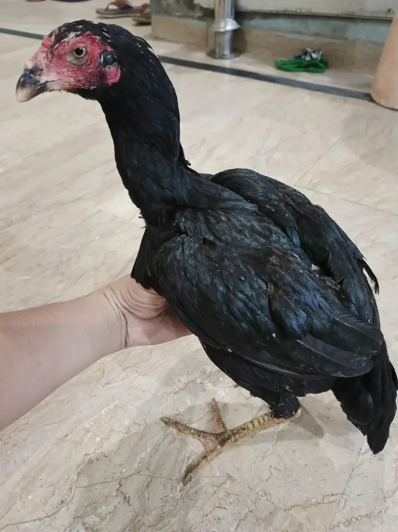 aseel Thai female Ghar ke pali hai  stater egg  — photo 2