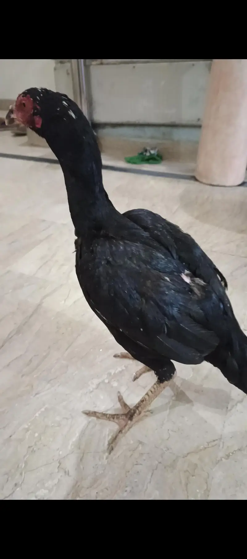 aseel Thai female Ghar ke pali hai  stater egg  — photo 3