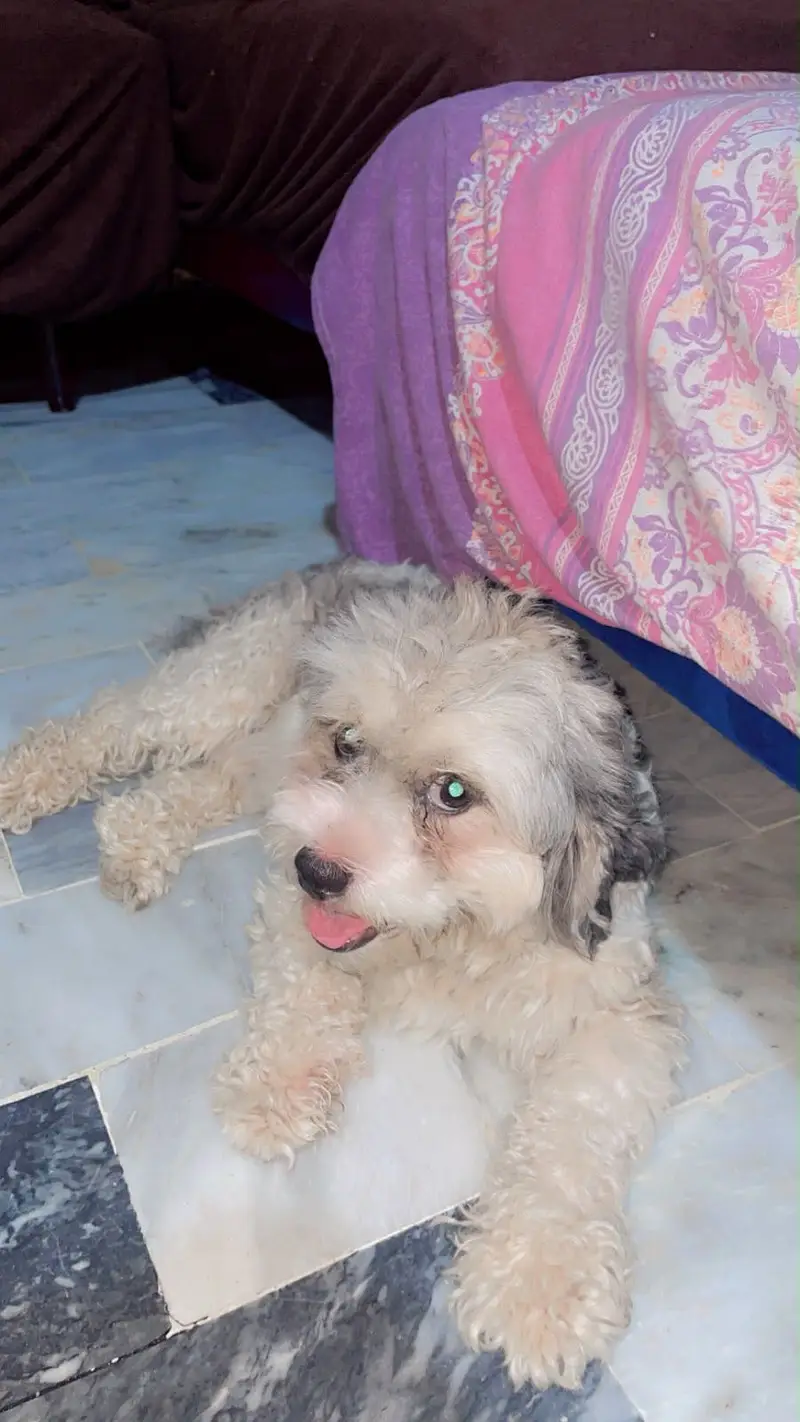Cute shtizu dog sale — photo 2