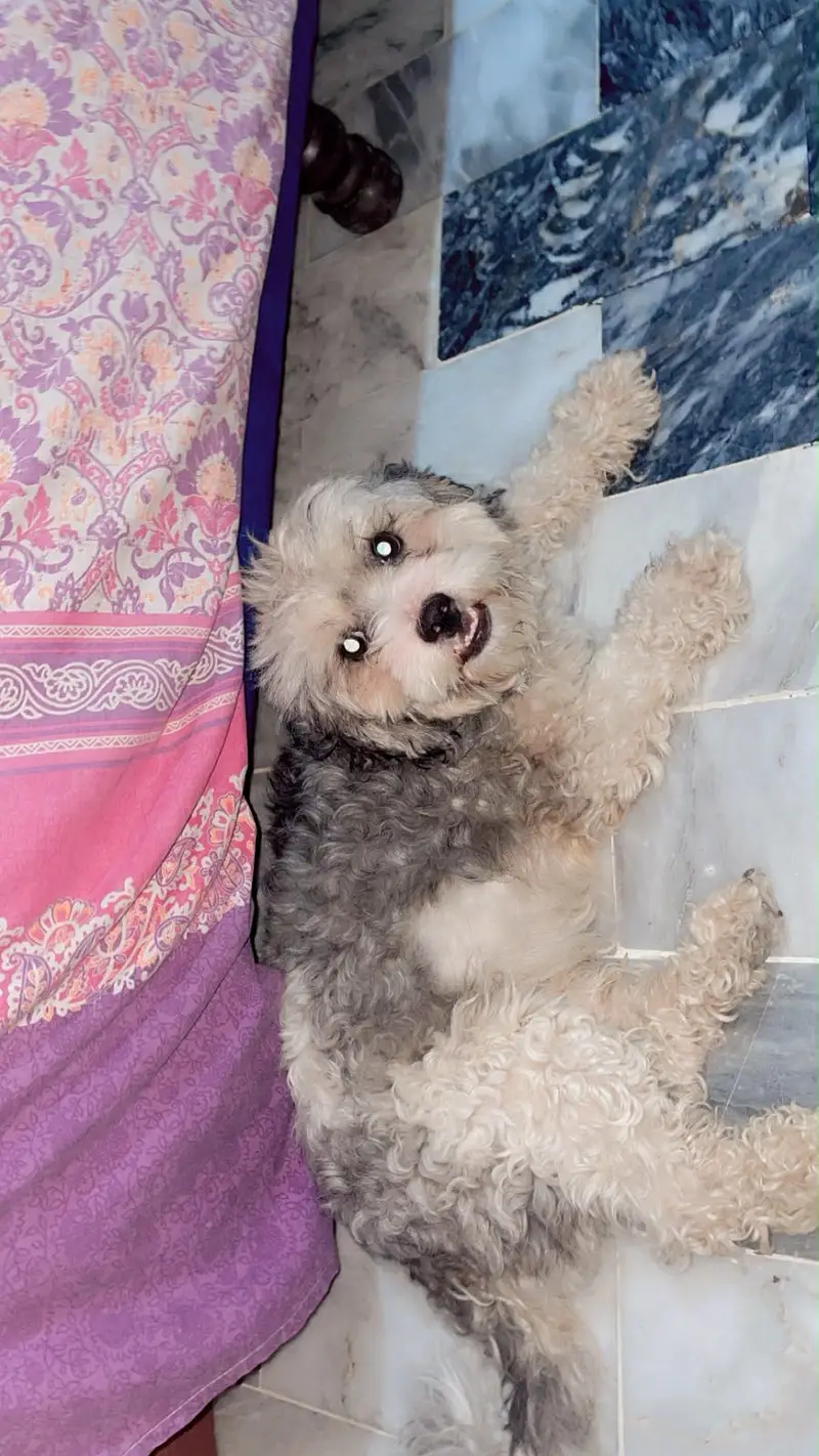 Cute shtizu dog sale — photo 3