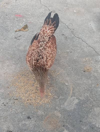 krok murgi for sale