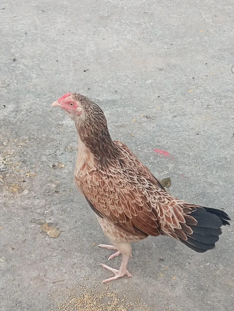 krok murgi for sale — photo 2