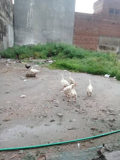ducks (geese) 6 pcs for sale