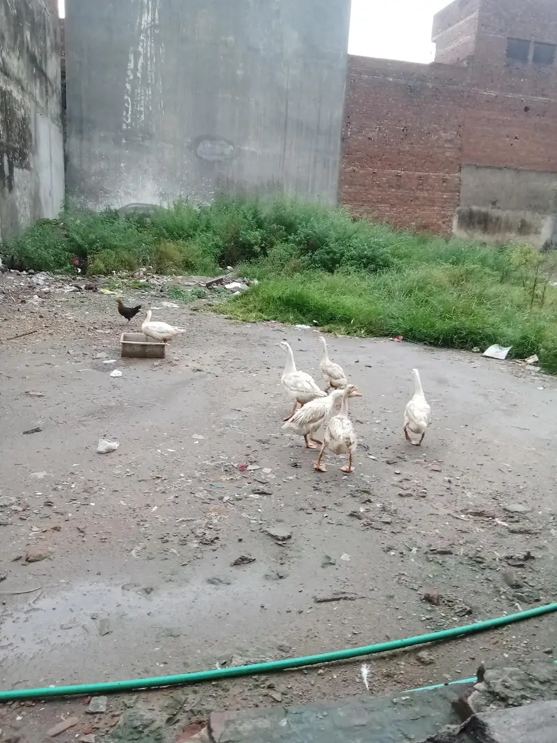 ducks (geese) 6 pcs for sale