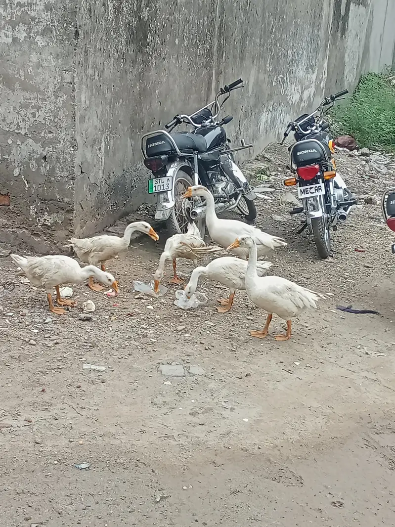 ducks (geese) 6 pcs for sale — photo 2