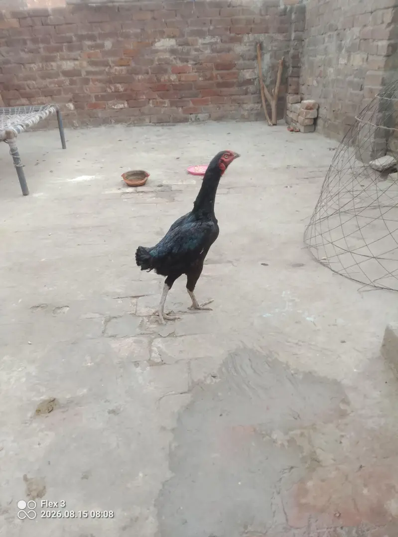 Aseel murgi — photo 2