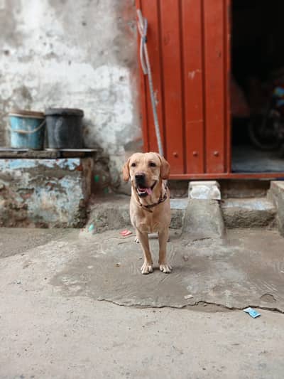 Famliy dog