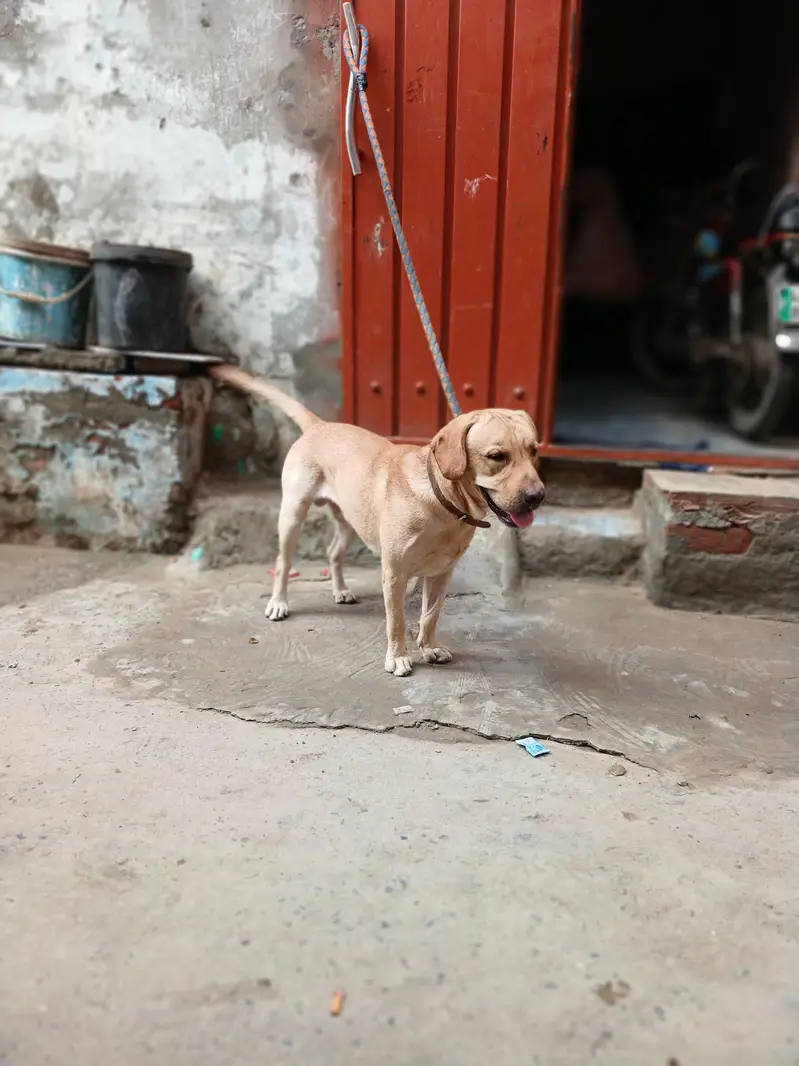 Famliy dog — photo 2