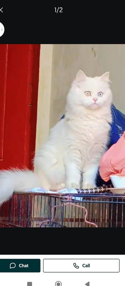 pregnant female for sale Odd eyes  Long hair letter trand very be