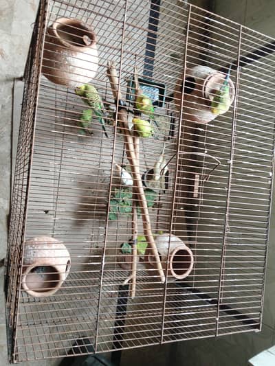 8 Australian parrot and 1cage 2×2