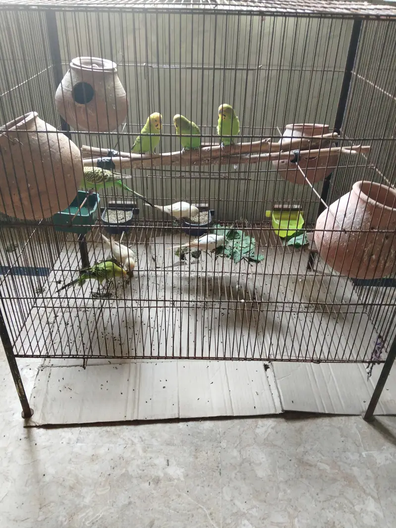 8 Australian parrot and 1cage 2×2 — photo 2