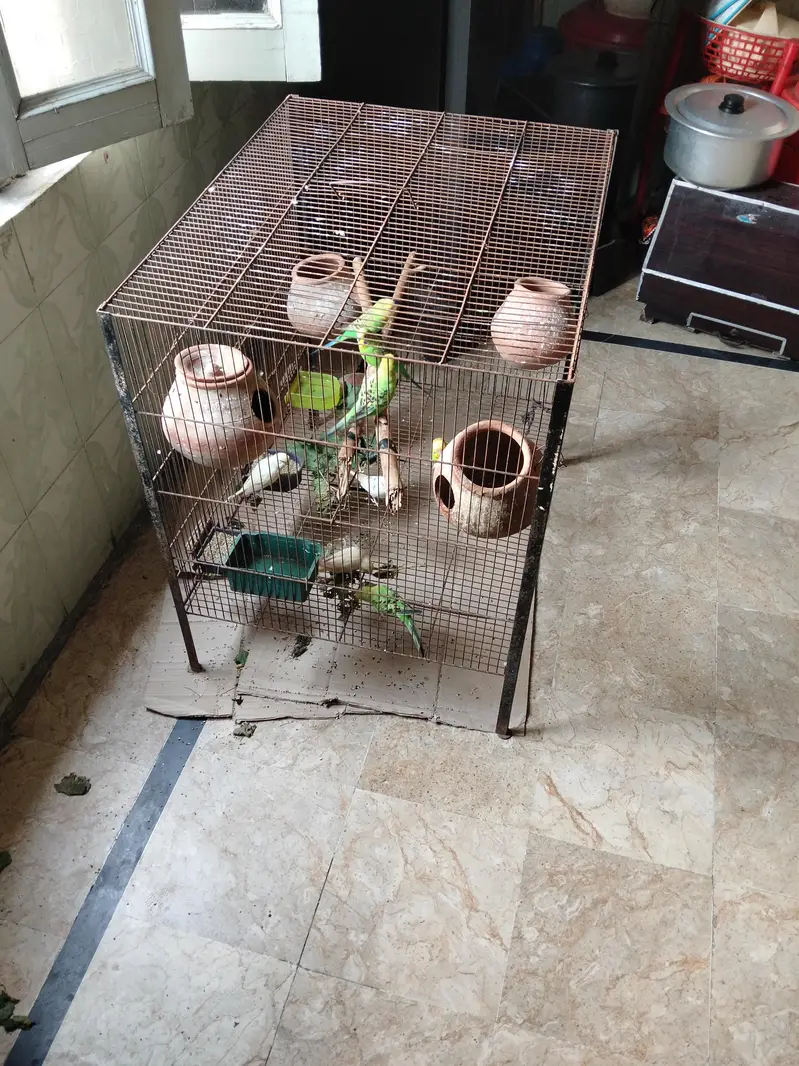 8 Australian parrot and 1cage 2×2 — photo 3