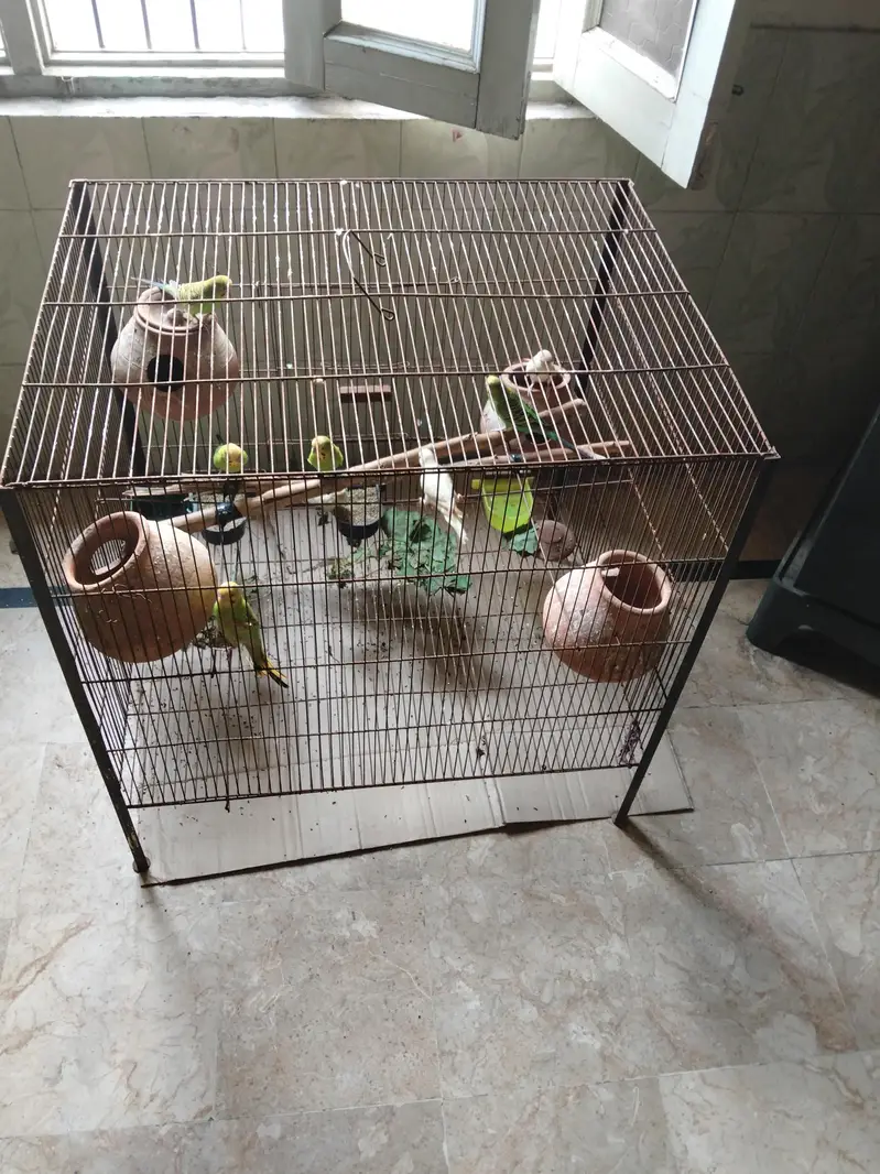 8 Australian parrot and 1cage 2×2 — photo 4