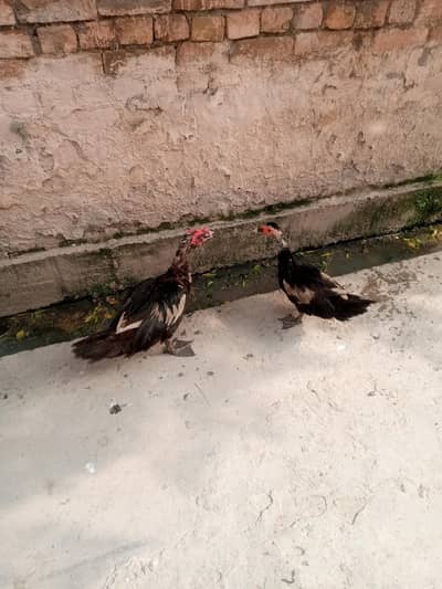 Duck Male and female