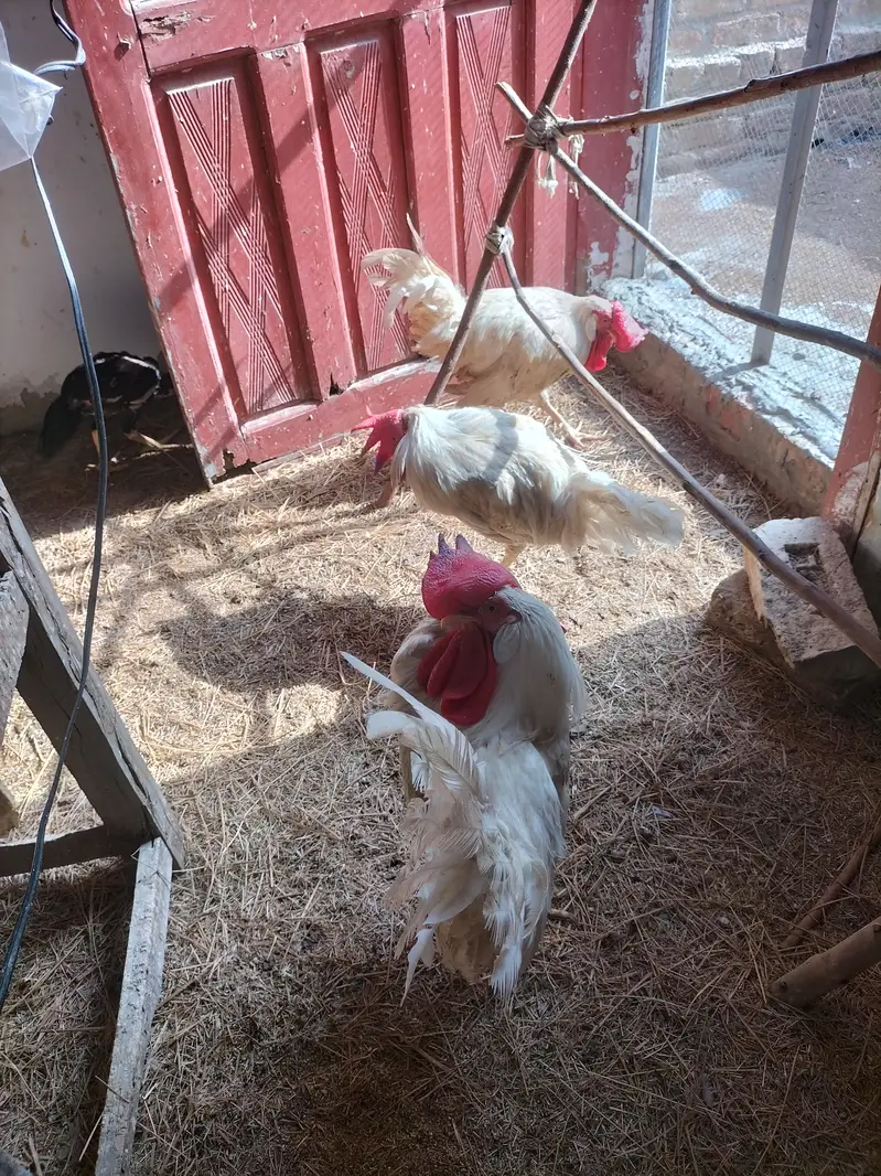 3 white male and one aseel cross — photo 2