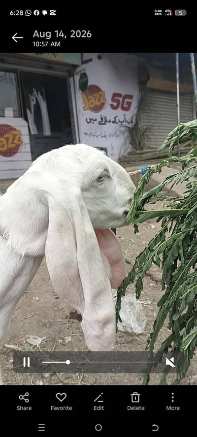 gulabi rajan puri phat white ayes