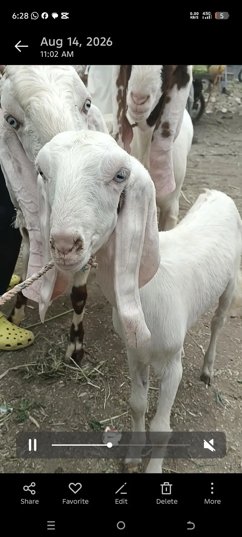 gulabi rajan puri phat white ayes — photo 2