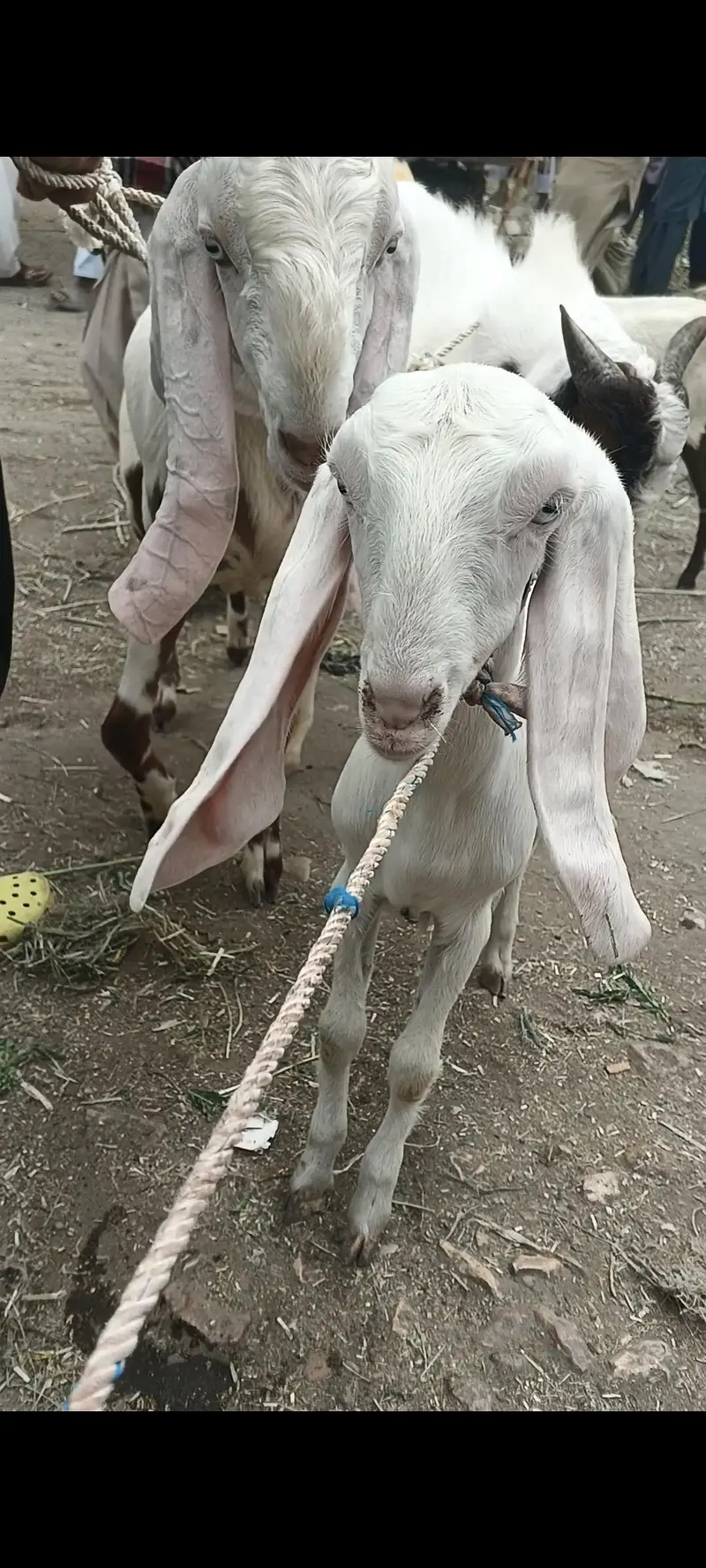gulabi rajan puri phat white ayes — photo 3