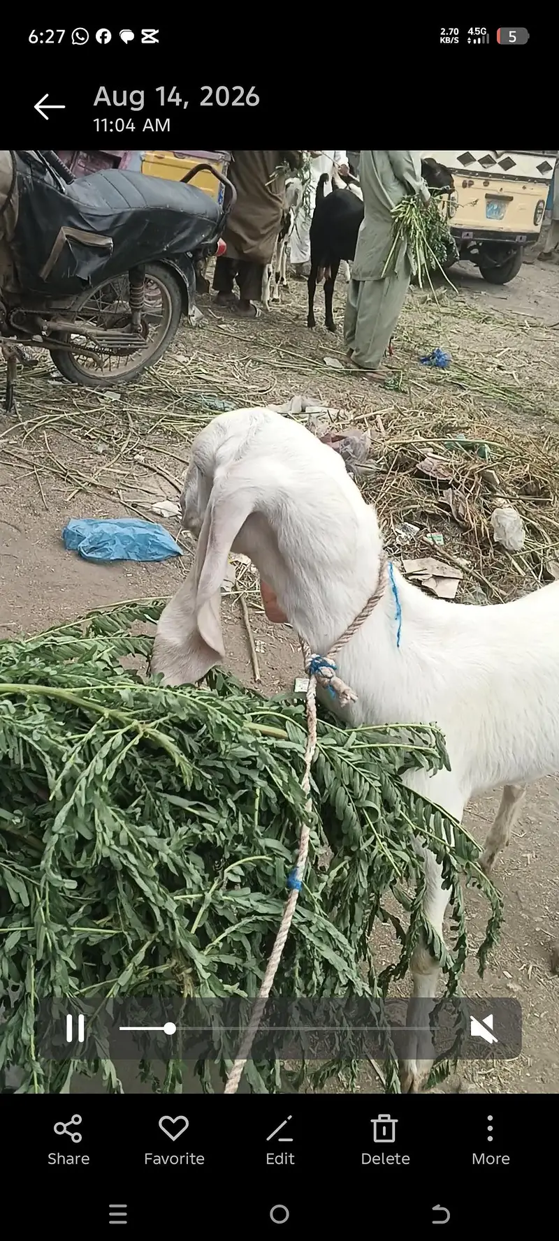 gulabi rajan puri phat white ayes — photo 4