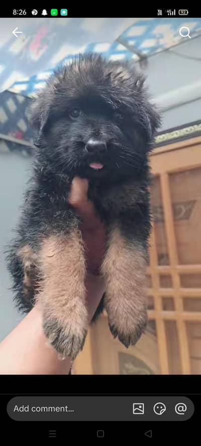 German shepherd puppy agent  for sale in very cheap price