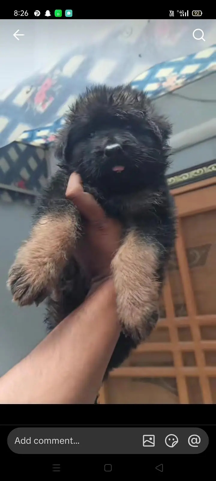 German shepherd puppy agent  for sale in very cheap price — photo 2