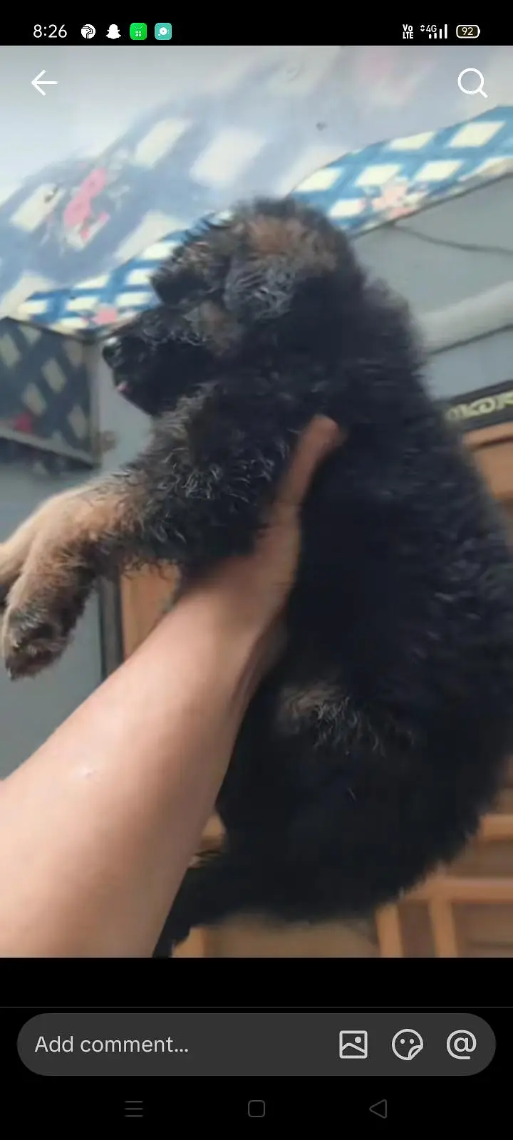 German shepherd puppy agent  for sale in very cheap price — photo 3
